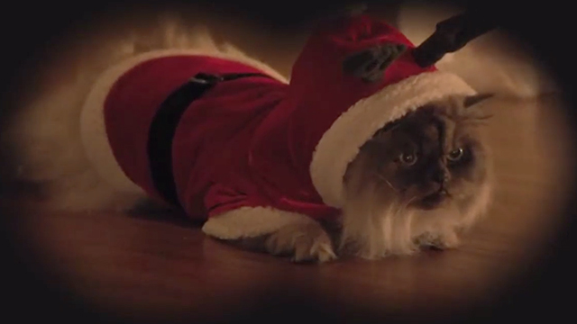 Tiny Christmas - Himalayan cat Tinselpaws dressed in Santa suit
