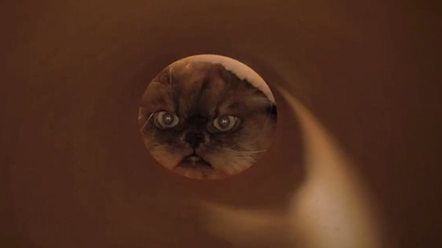 Tiny Christmas - Himalayan cat Tinselpaws looking into cardboard wrapping tube