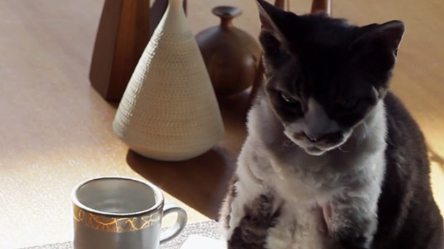 Tiny Furniture - gray and white hairless cat