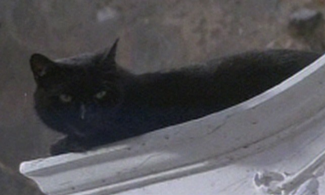 The Tomb of Ligiea - black cat on tomb
