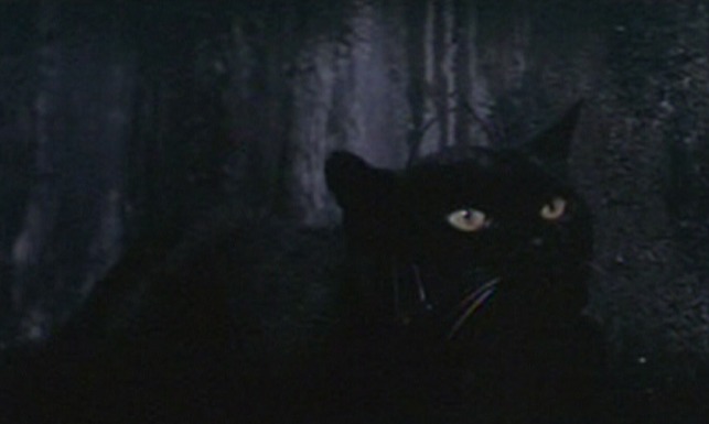 The Tomb of Ligiea - black cat