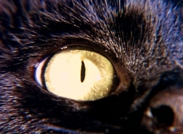 Tomcat: Dangerous Desires - black cat eye close up