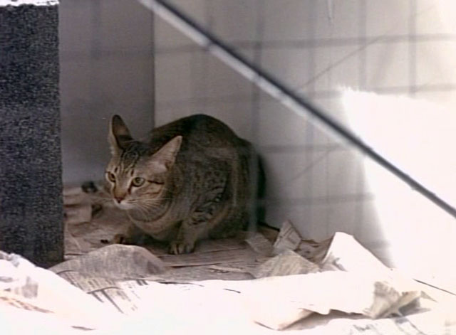 Tomcat: Dangerous Desires - brown tabby with stubby tail Toby cat in cage