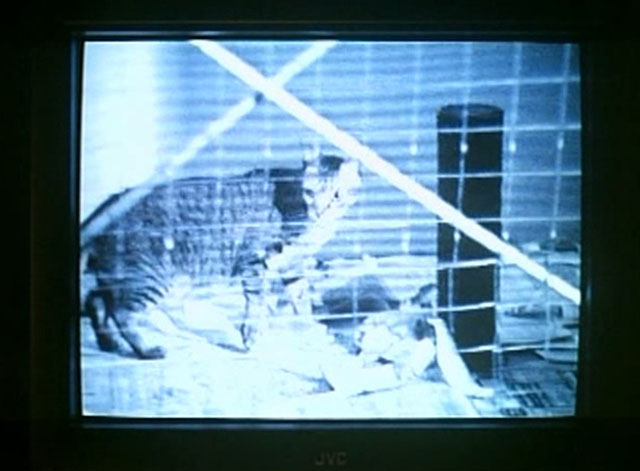 Tomcat: Dangerous Desires - brown tabby cat with stubby tail Toby in cage on video