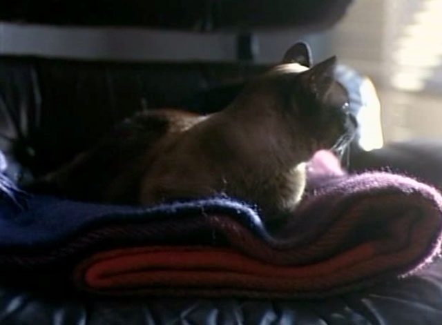Tomcat: Dangerous Desires - Siamese cat lying on folded blanket