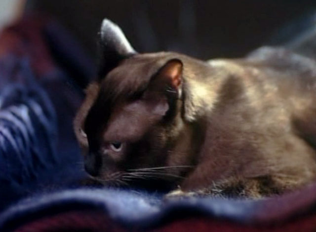 Tomcat: Dangerous Desires - Siamese cat turning around to preen