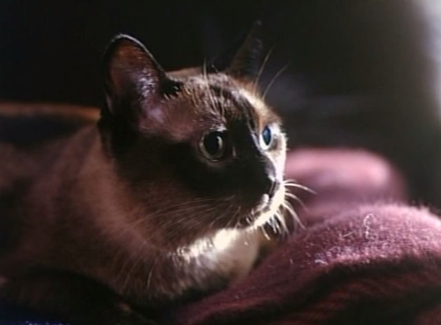 Tomcat: Dangerous Desires - Siamese cat sitting on blanket