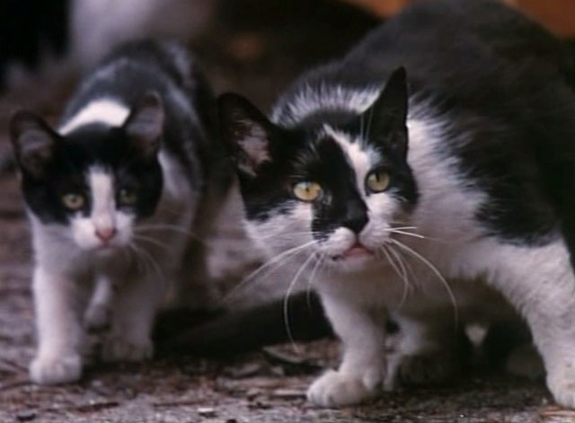 Tomcat: Dangerous Desires - stray tuxedo mama cat with kitten