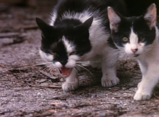 Tomcat: Dangerous Desires - stray tuxedo mama cat hissing with kitten