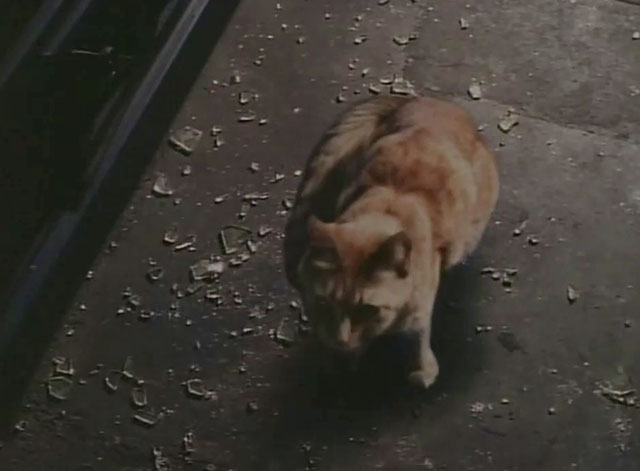 Tomorrow Man - ginger tabby cat sittng on sidewalk