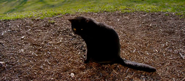 Tora-san - black cat sitting in park