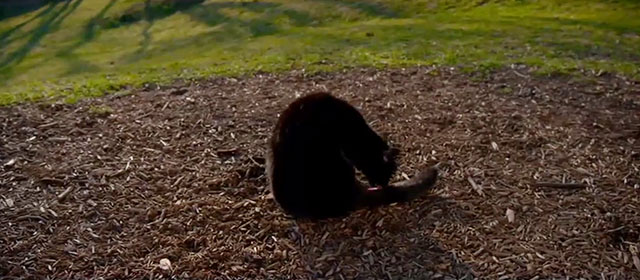 Tora-san - black cat sitting in park