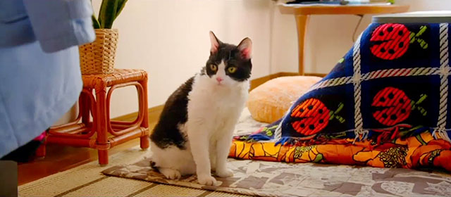 Tora-san - tuxedo cat sitting in house