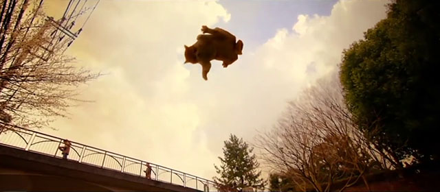 Tora-san - ginger and white tabby cat Kintoki falling from sky