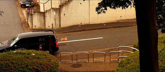 Tora-san - ginger and white tabby cat Kintoki sitting in road