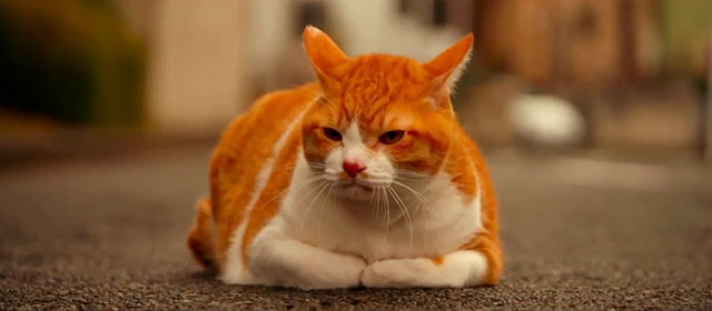 Tora-san - ginger tabby cat Kintoki sitting in road
