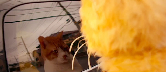 Tora-san - ginger and white tabby cat Kintoki reflection in car