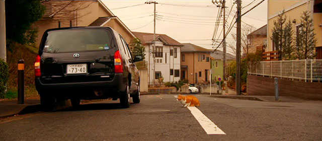 Tora-san - ginger and white tabby cat Kintoki sitting beside car