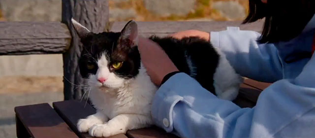 Tora-san - black and white tuxedo cat on bench