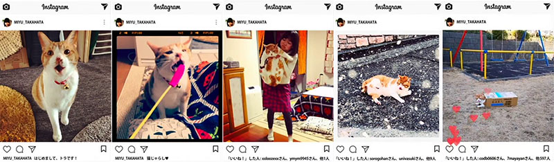 Tora-san - photos ginger and white tabby cat Kintoki on Instagram