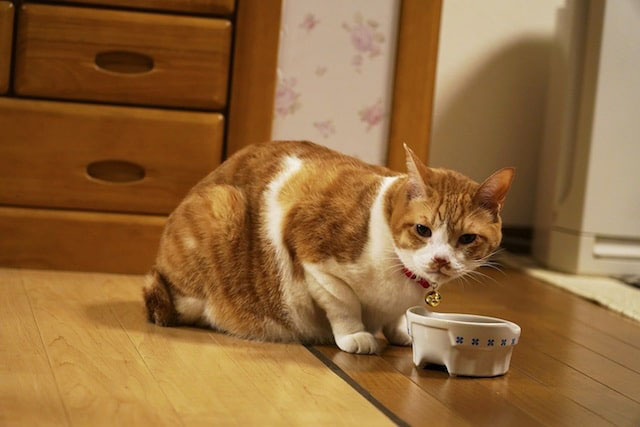 Tora-san - ginger and white tabby cat Kintoki with bowl
