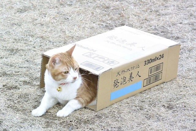 Tora-san - ginger and white tabby cat Kintoki in box