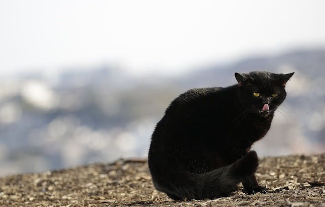Tora-san - black cat in park