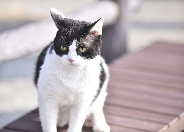 Tora-san - tuxedo cat on bench