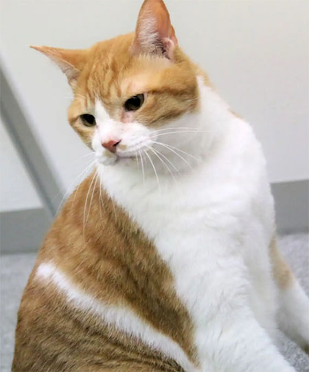 Tora-san - ginger and white tabby cat Kintoki