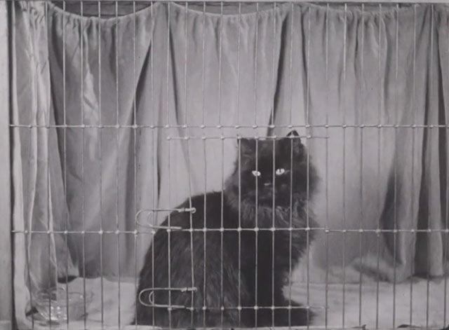 Torchy's Kitty Coup - longhair black Angora cat in display cage