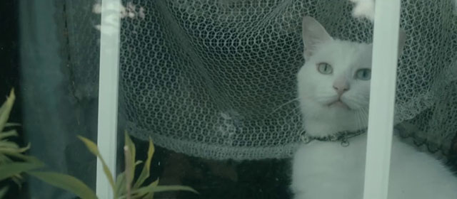 Tore tanzt - Nothing Bad Can Happen - white cat in window