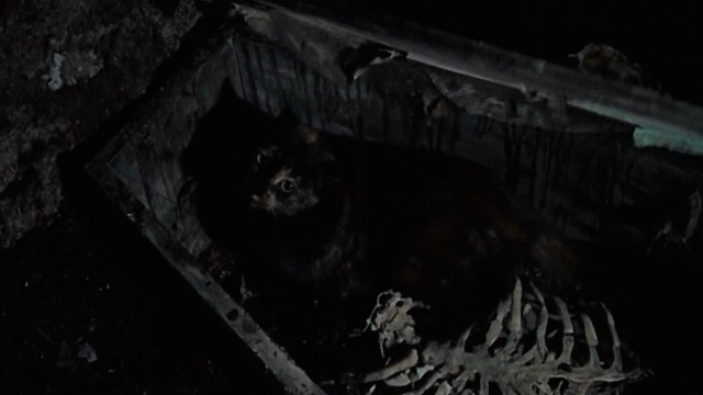 Torture Garden - Enoch - tortoiseshell cat Balthazar emerging from coffin