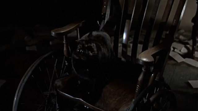 Torture Garden - Enoch - tortoiseshell cat Balthazar sitting in wheelchair