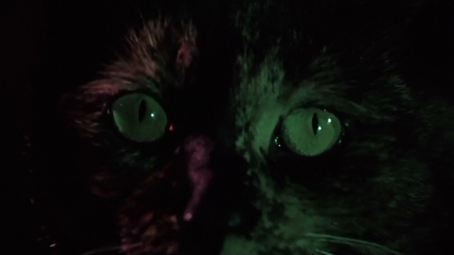 Torture Garden - Enoch - tortoiseshell cat Balthazar staring
