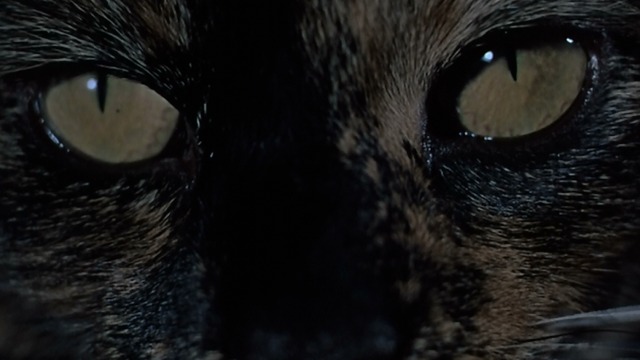Torture Garden - Enoch - tortoiseshell cat Balthazar's eyes close