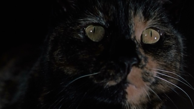Torture Garden - Enoch - tortoiseshell cat Balthazar close up