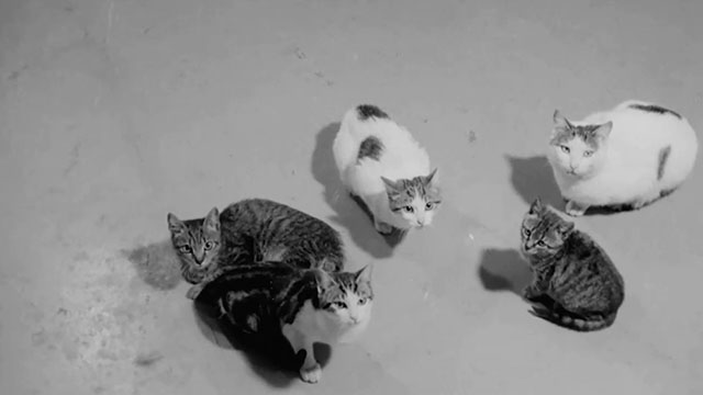 Toto, Vittorio a la dottoressa - numerous cats sitting outside operating room