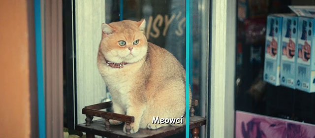 The Toxic Avenger - golden British shorthair cat Mr. Treats in store window