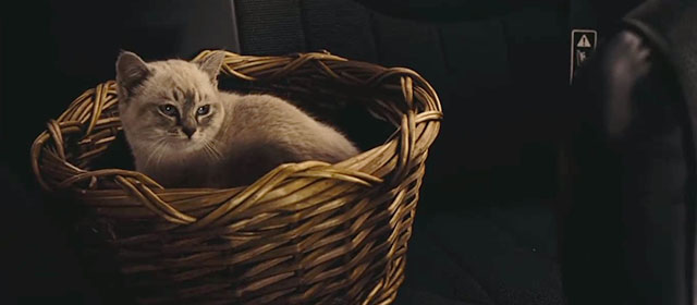 Trade - tabby mix kitten in basket