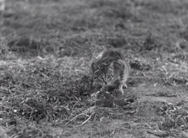 Trader Hound - tabby kitten on grass