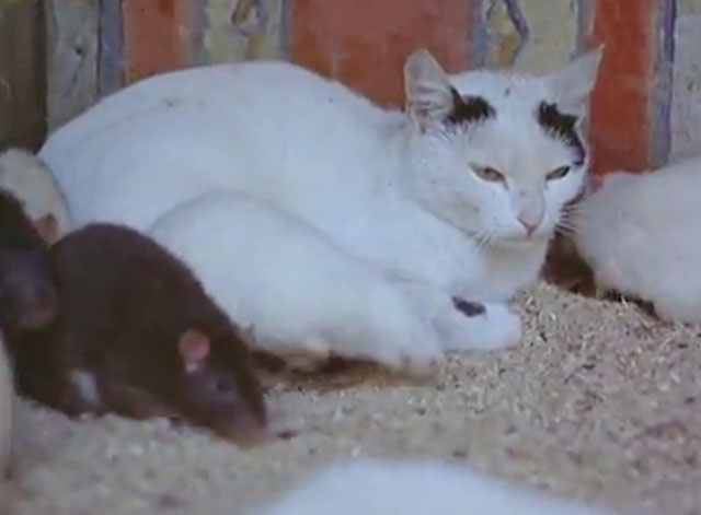 Training Animals - white cat with black markings in enclosure with rats