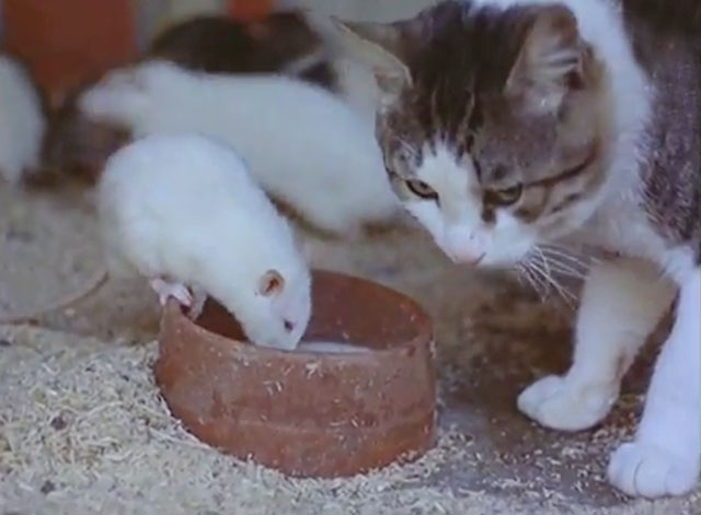 Training Animals - tabby and white cat sharing dish with rat
