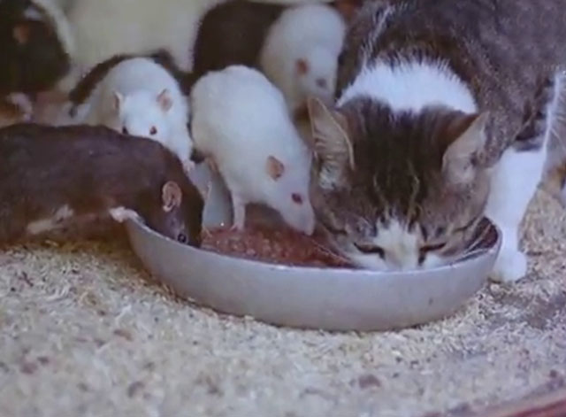 Training Animals - tabby and white cat sharing dish with rats