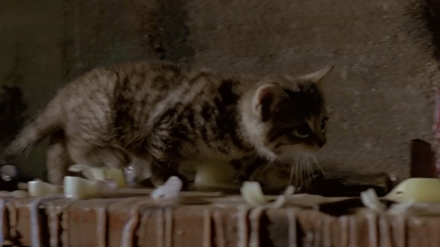 Trainspotting - tabby kitten walking on shelf
