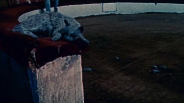 Trapeze - cat sleeping on circus ring with mice in ring