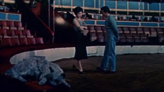 Trapeze - cat sleeping on circus ring with Tino Tony Curtis and Lola Gina Lollobrigida in background