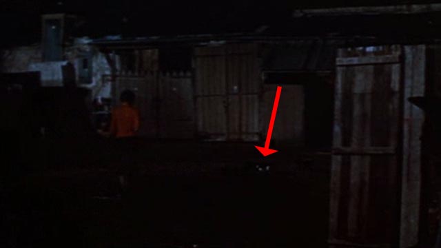 Trapeze - tuxedo cat running on dark street with Lola Gina Lollobrigida