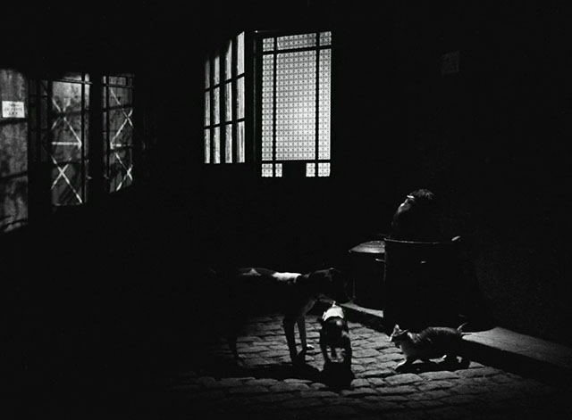 La Traversee de Paris - Four Bags Full - tabby and white cat and dogs in apartment courtyard