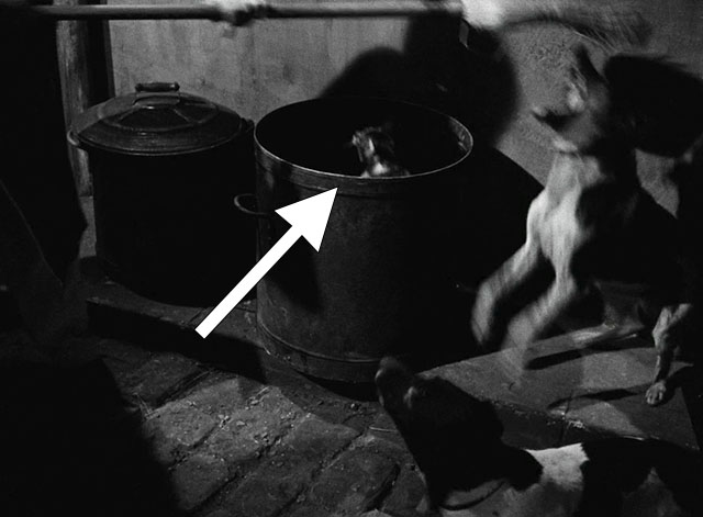 La Traversee de Paris - Four Bags Full - tabby and white cat popping out of trash can with dogs