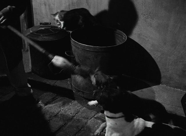 La Traversee de Paris - Four Bags Full - tabby and white cat running away from trash can with dogs